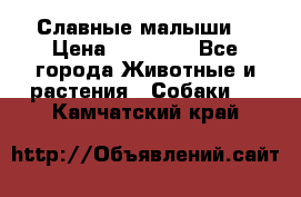 Славные малыши! › Цена ­ 10 000 - Все города Животные и растения » Собаки   . Камчатский край